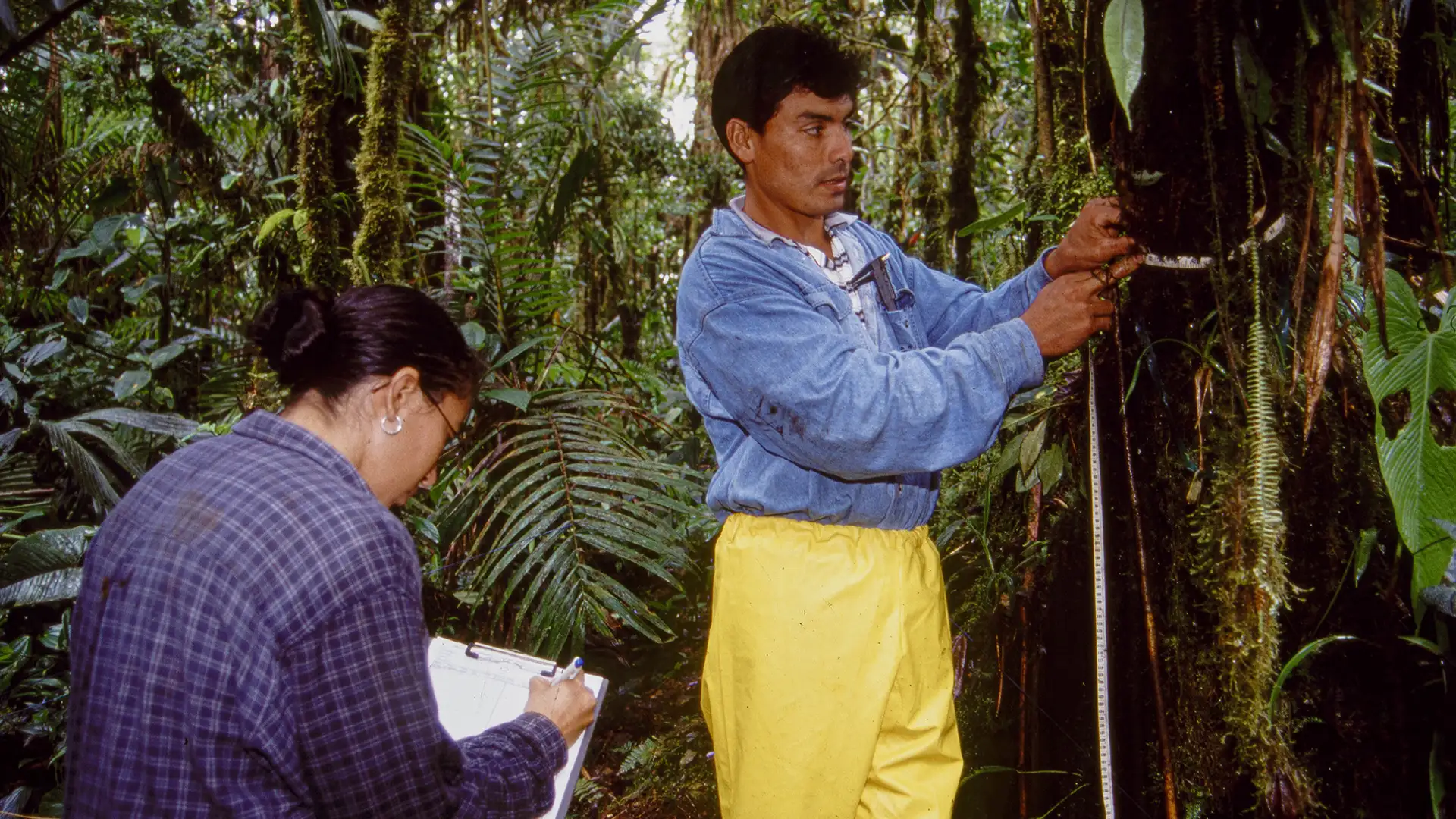 Parcela permanente y primer censo de plantas leñosas 3